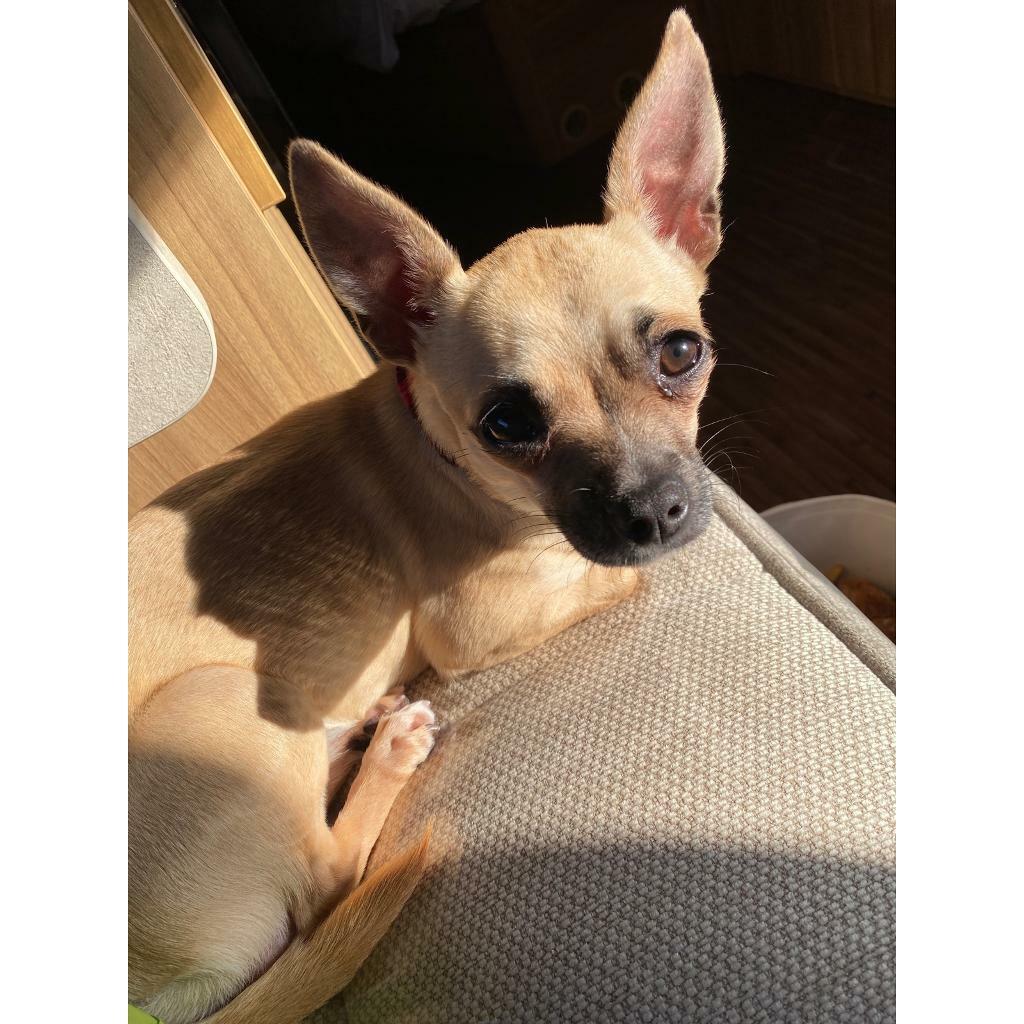 chihuahua gumtree