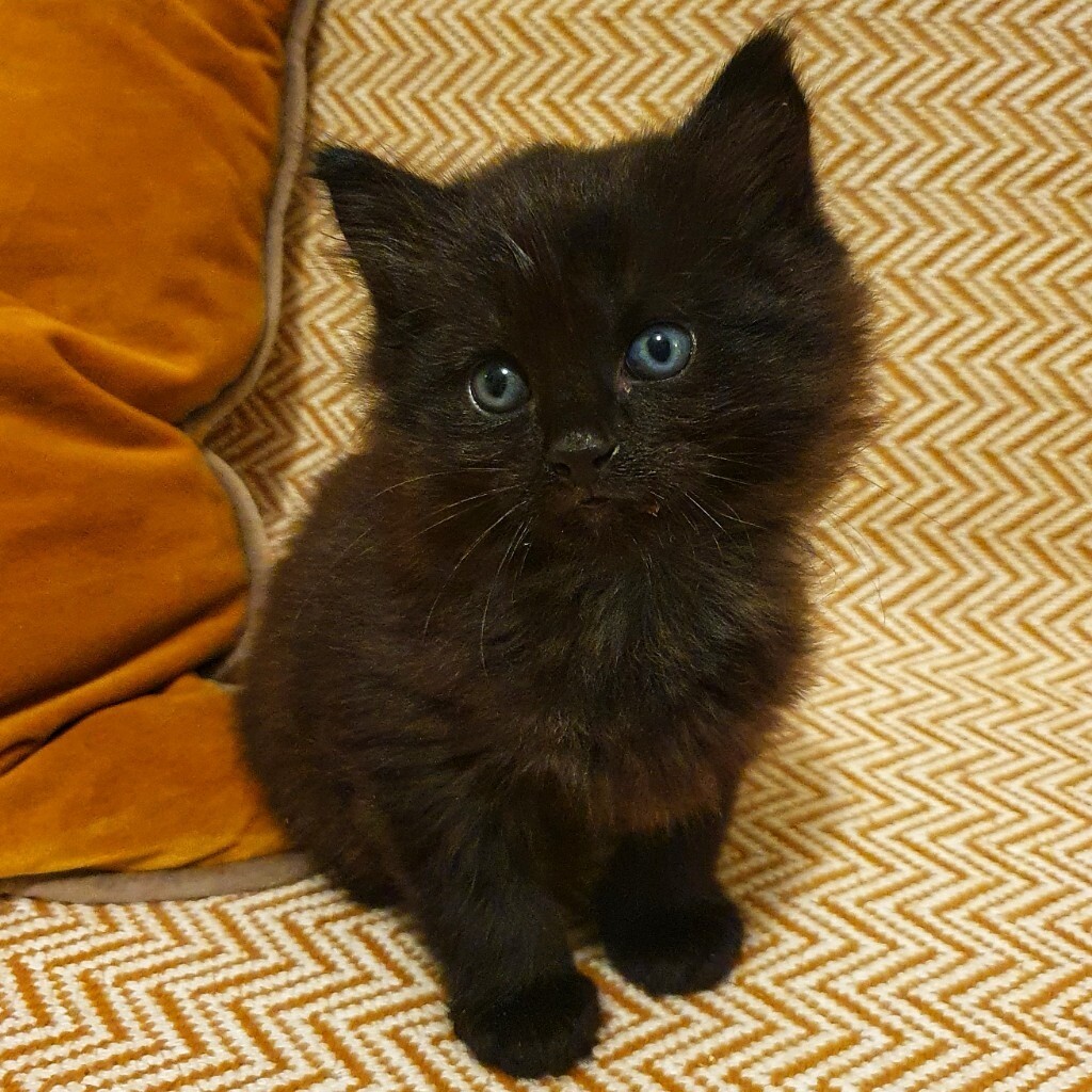 Adorable Fluffy Male Kitten for Sale in Newham, London Gumtree