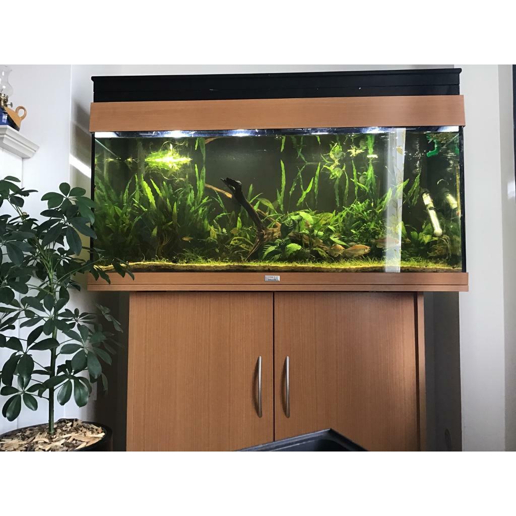180L Jewel Rio Aquarium full set up with fish (see description) in