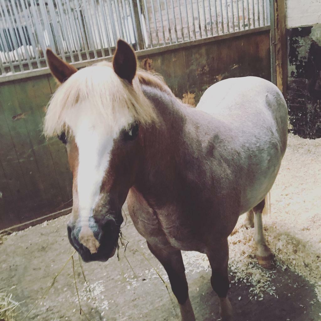 12hh Welsh pony for sale in Bridge of Allan, Stirling Gumtree