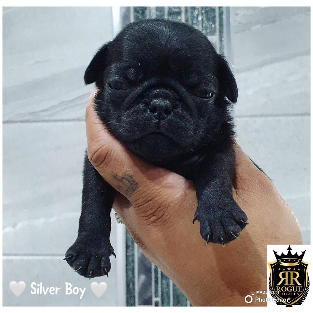RogueRoyales Solid Black Pug Puppies in Wolverhampton, West Midlands