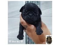 pugs for sale east midlands