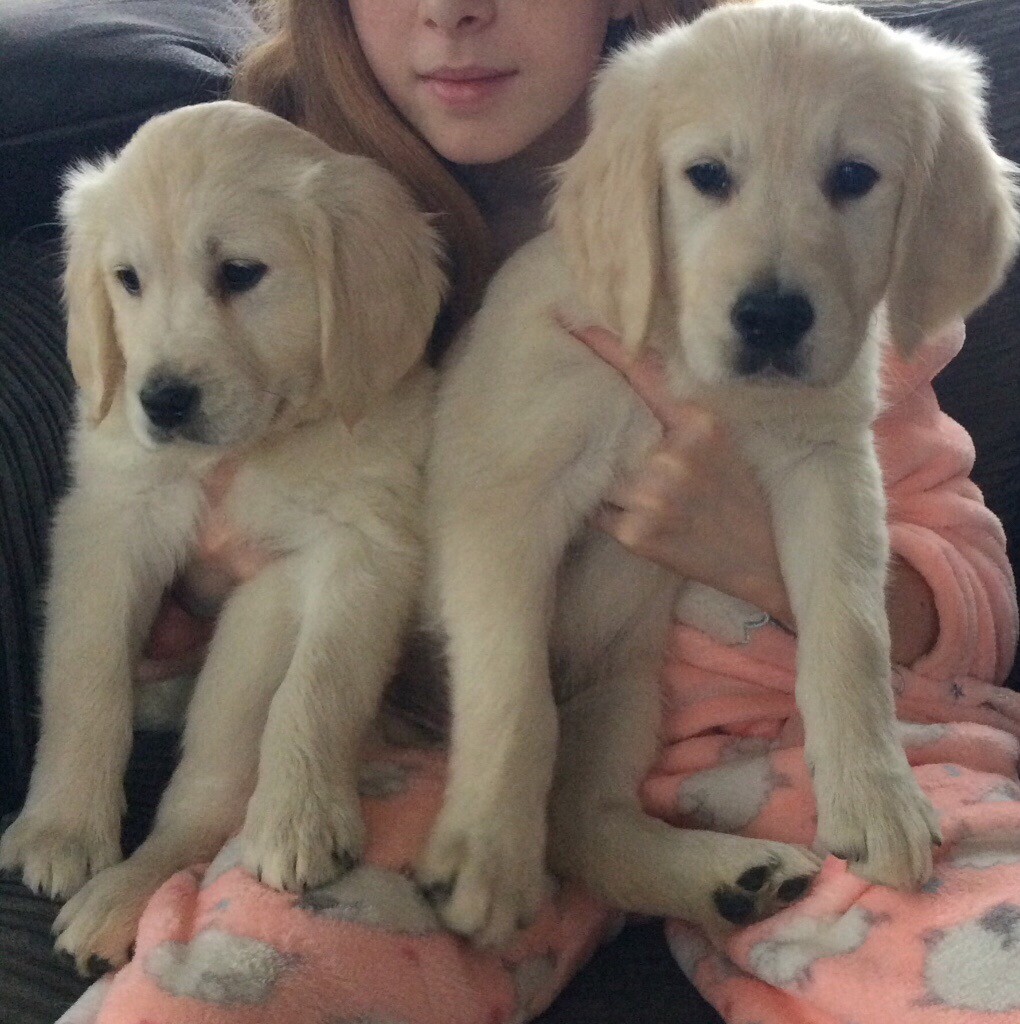 Golden Retriever puppies | in Maghera, County Londonderry ...