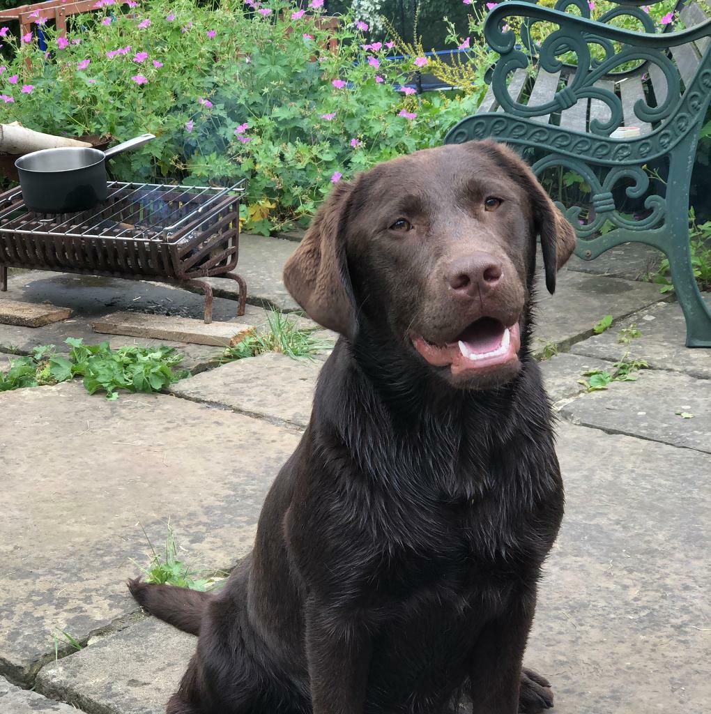 chunky female chocolate Labrador KC 10 months old. in