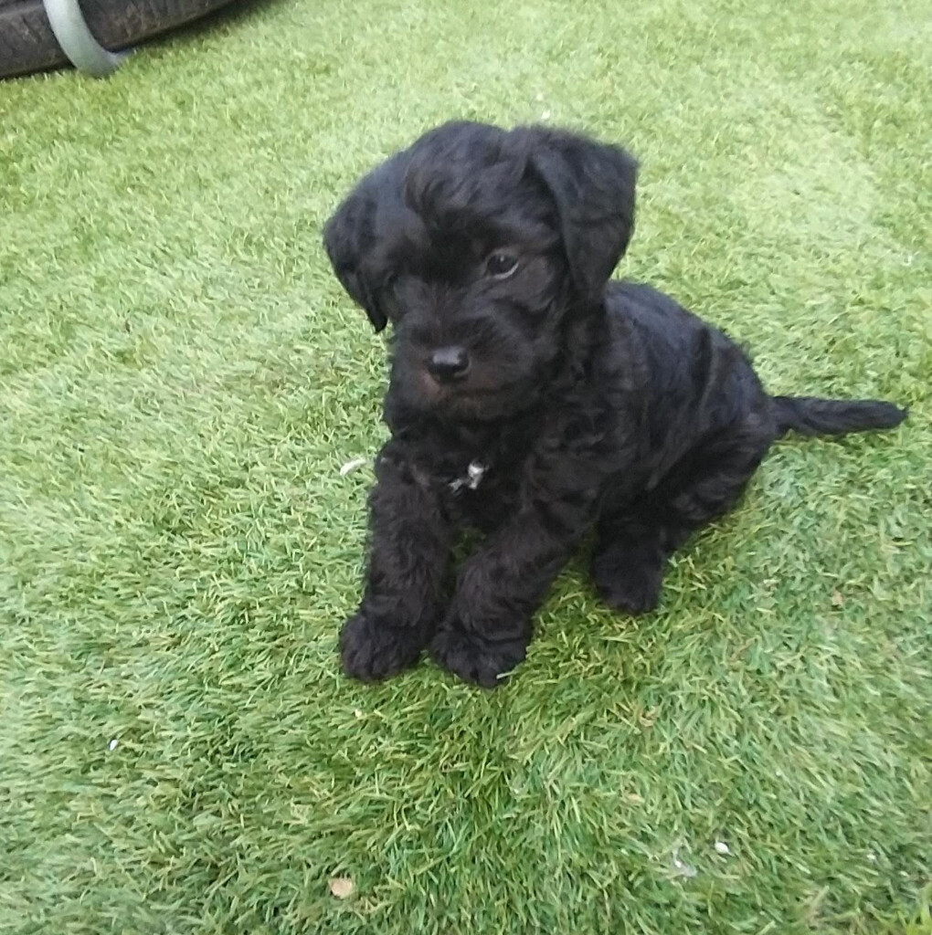 3 puppies for sale TERRIES (schnauzer mix yorkie) cross with SCHNAUZER