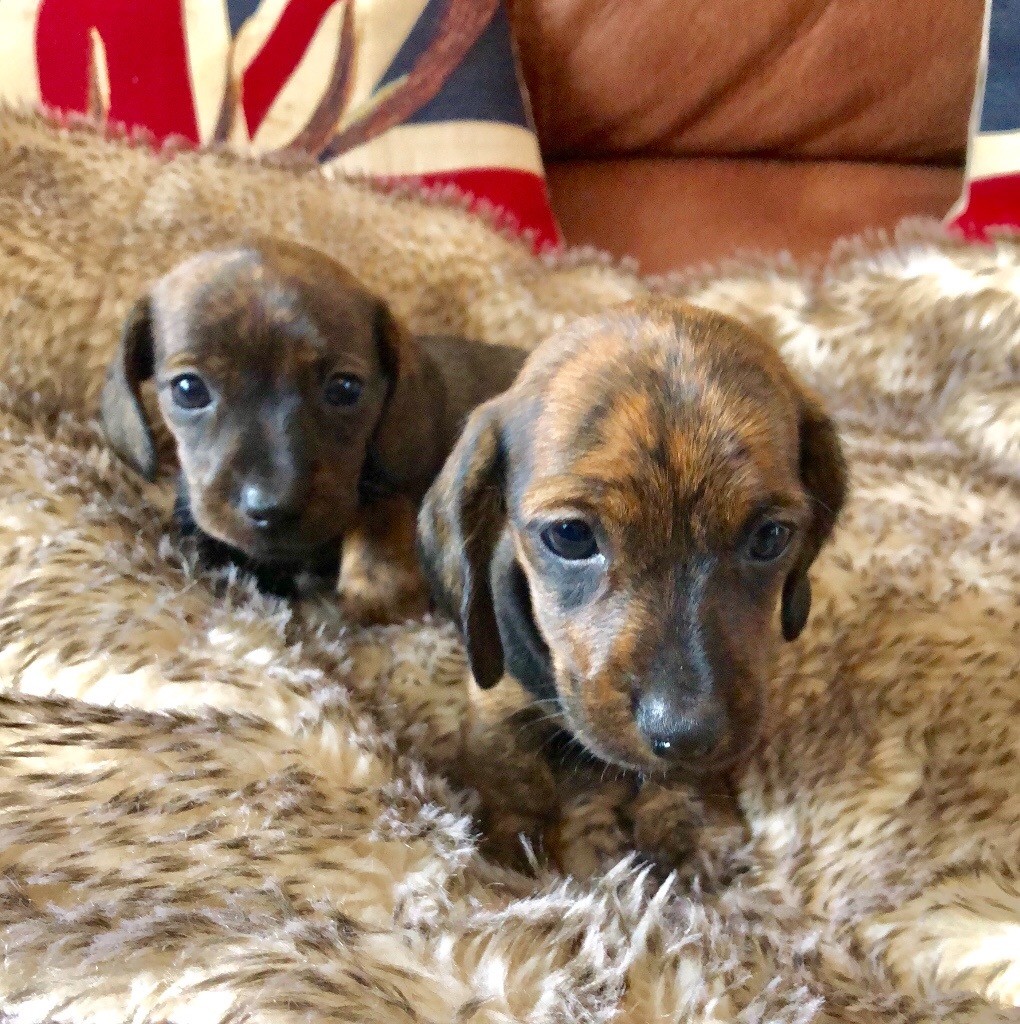 2 smooth miniature Dachshund puppies for sale both bitches in