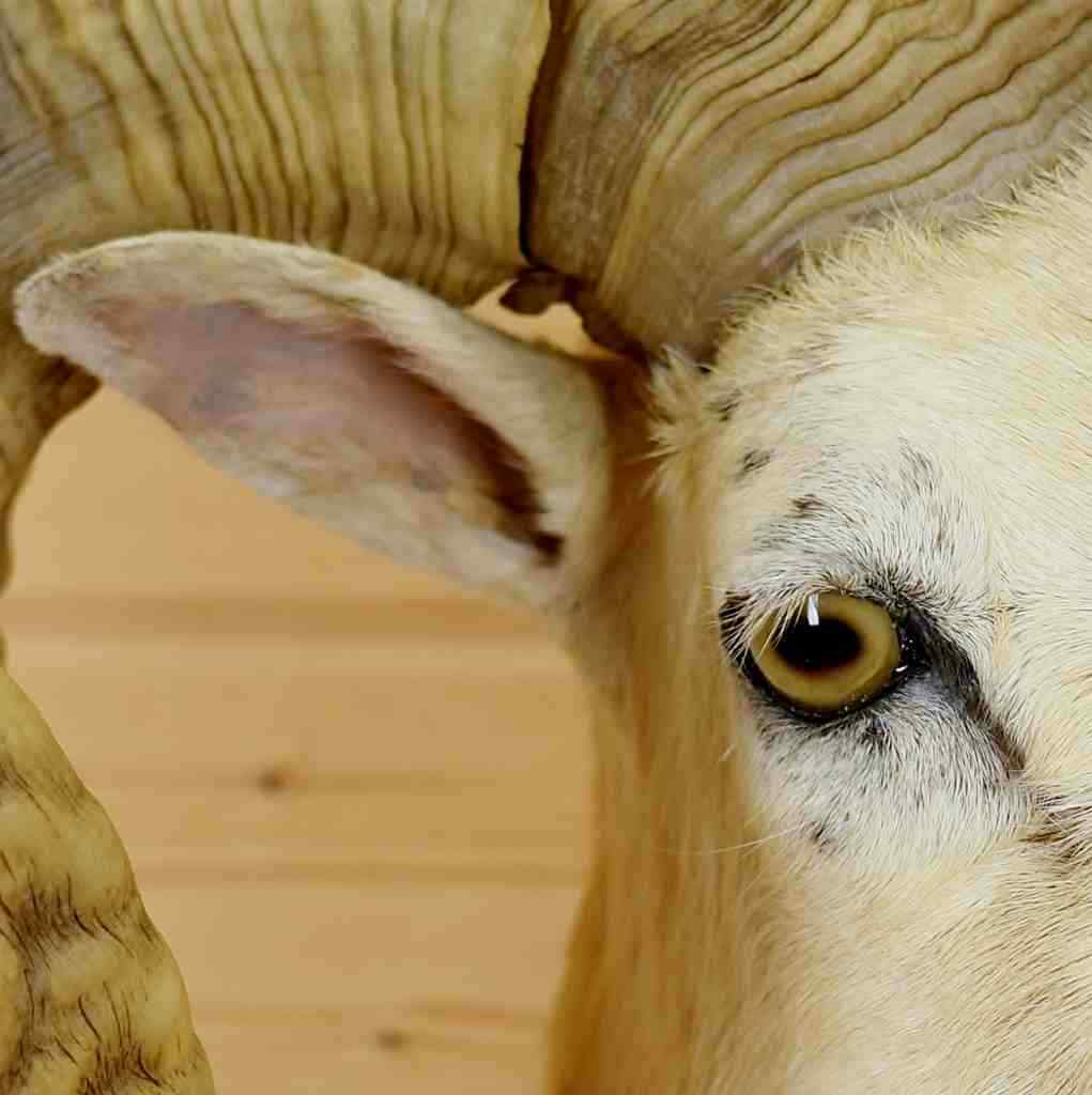 Texas Dall Sheep Taxidermy Mount - SW6286