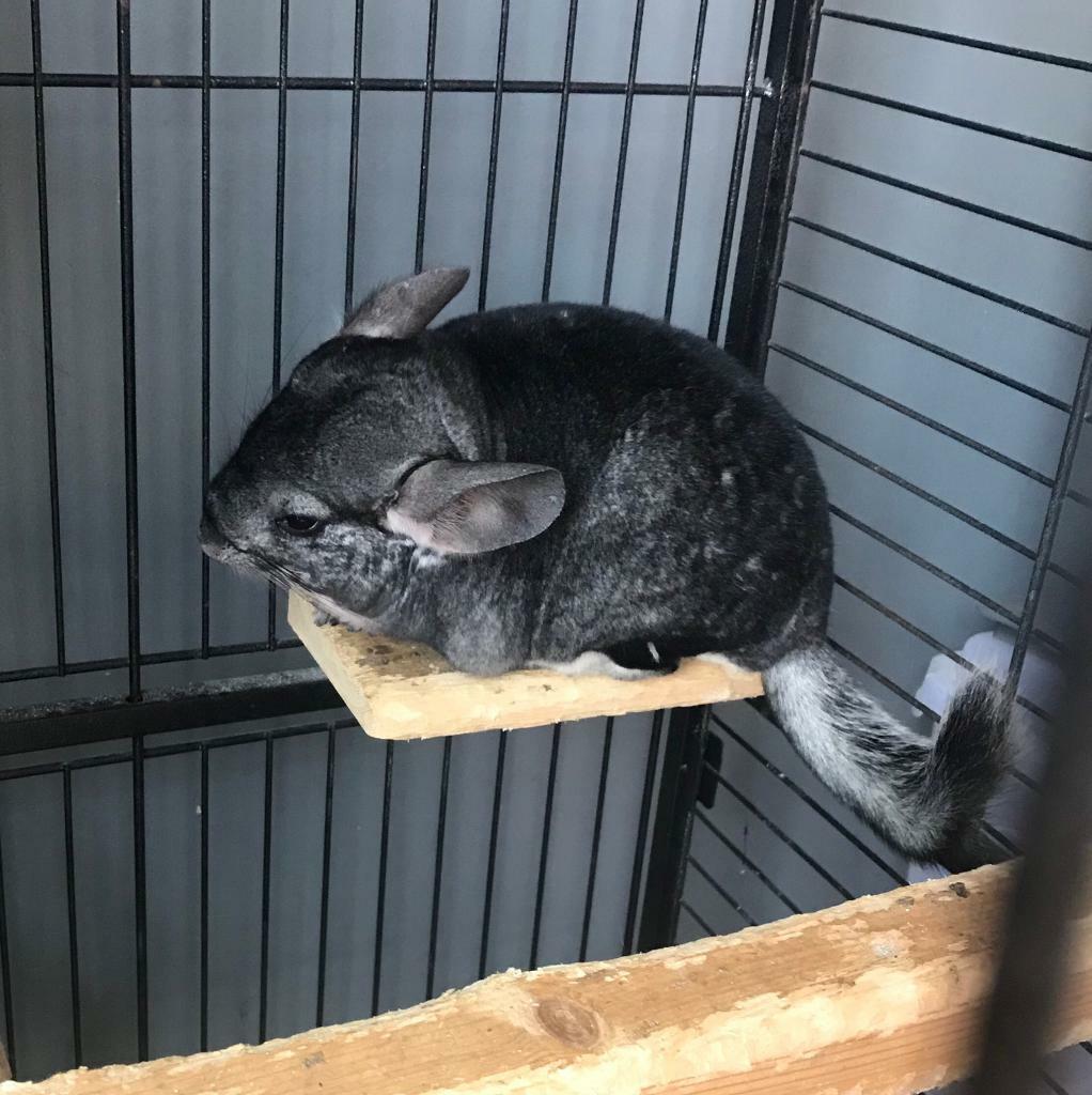 Adult Chinchillas in Newtownards, County Down Gumtree