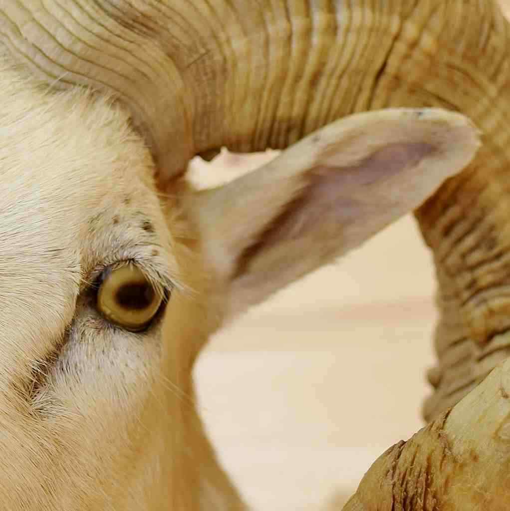 Texas Dall Sheep Taxidermy Mount - SW6286