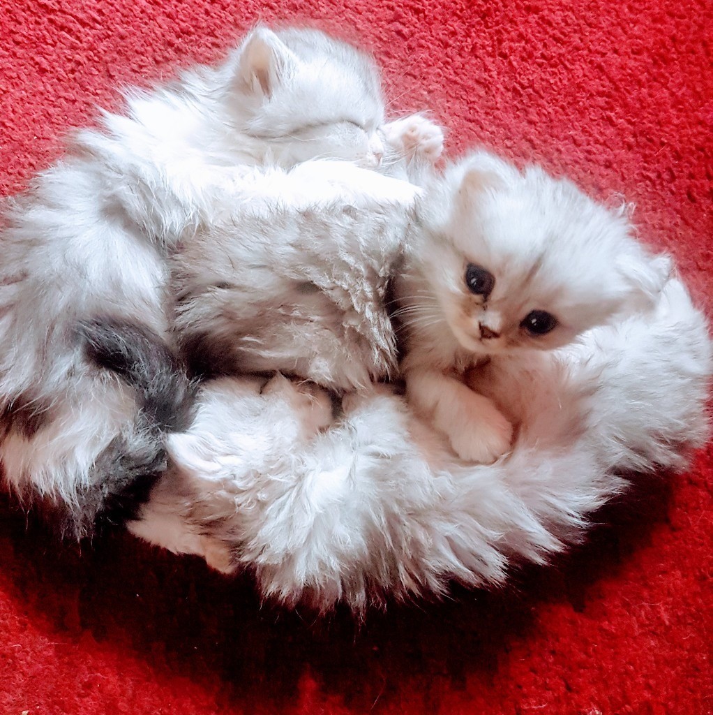 Persian silvertip white chinchilla kittens in Willenhall, West