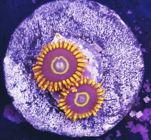 Rainbow Hornet Zoanthid (Live Coral Frag) Hardy Fast Growing Colorful- WYSIWYG