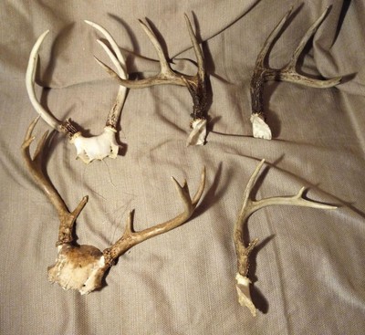 Deer Antler Vintage Taxidermy Three Point Home Decor Cabinet of Curiosities Bones and Skull Craft Project Supply Gift Cabin