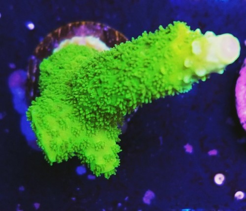 Green Slimer Acropora (Live Coral Frag) Hardy Fast Growing Colorful -Stock Item
