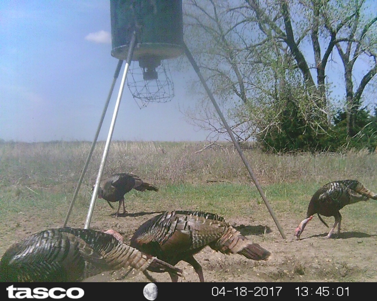 Kansas Semi Guided Turkey Hunts 2018