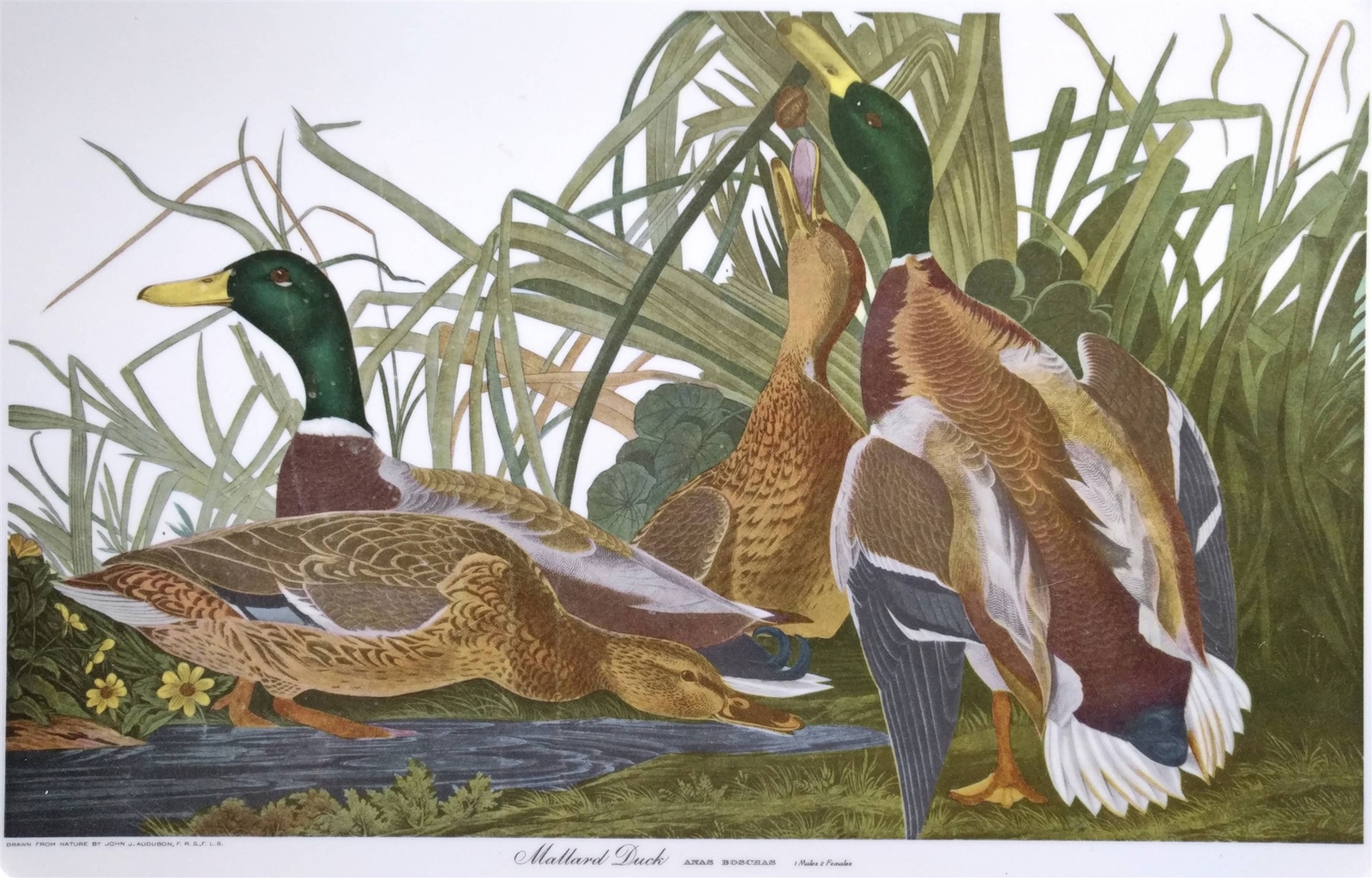 Mallard Ducks Tray Beige Melamine w/ John J. Audubon Print Graphics