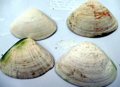 Clam Shell 4.5"x3" Seashell from Ocean large sea beach aquarium decor 