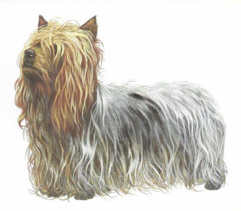 Silky Terrier - CUSTOM MATTED - 1988 Vintage Dog Art Print - Cozzaglio