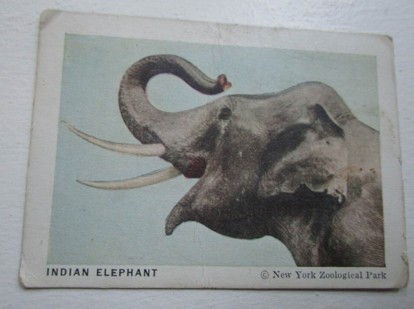 FOSTICK - Trading Card - #9 Elephant - F55 - 1933 | eBay