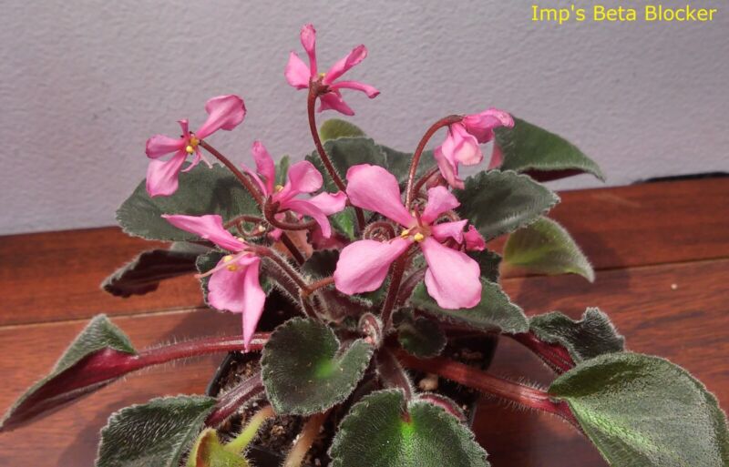 African Violet *Mini/Semi-Mini* You Pick 2 Leaves Unrooted Leaf Sets Pairs