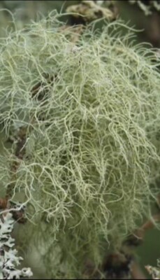 Usnea Lichen Wild Crafted Old Man's Beard Moss  2oz