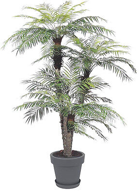 Zwergdattelpalme Phoenix roebelenii Zimmerpalme Büropflanze Balkonpflanze robust