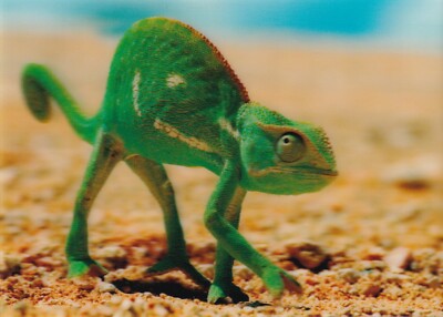 POSTCARD: 3D TYPE   ''CHAMELEON''   BY AUTHENTIC CARDS 