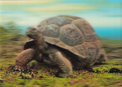 POSTCARD: 3D TYPE   ''GIANT GALAPAGOS TORTOISE''   BY AUTHENTIC CARDS 
