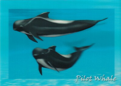 POSTCARD: 3D TYPE   ''PILOT WHALE''   BY AUTHENTIC CARDS 