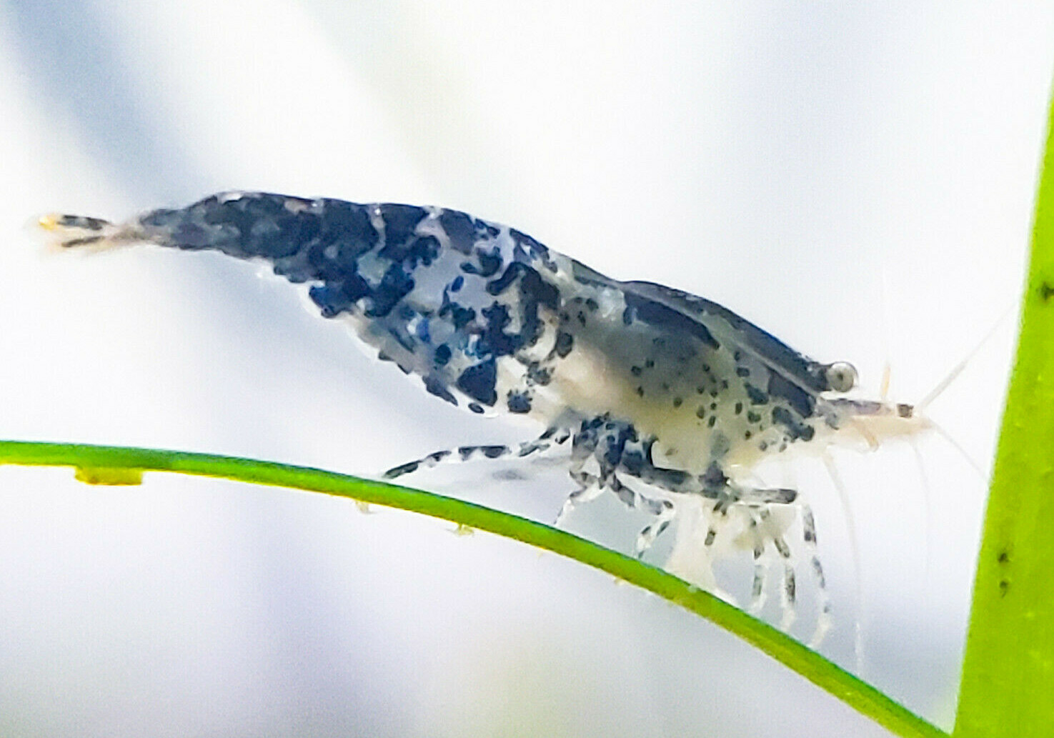 Blue Rili and Carbon Rili Shrimp Neocaridina ...