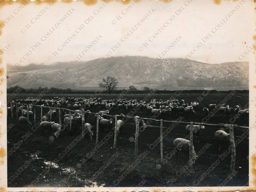 1934 LATINA Pecore che pascolano Casa Tivera Fotografia Frollini - Picture 1 of 2