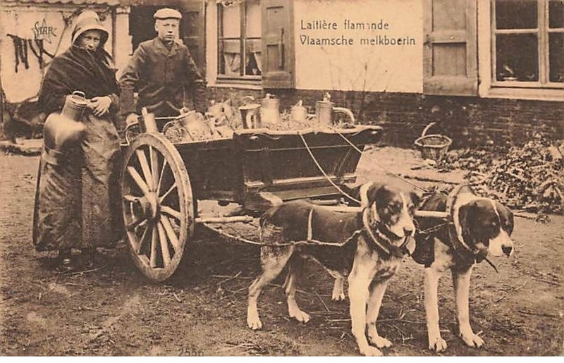 LaitiÃ¨Re Flamande - Vlaamsche Melkboerin - Attelage De Chiens