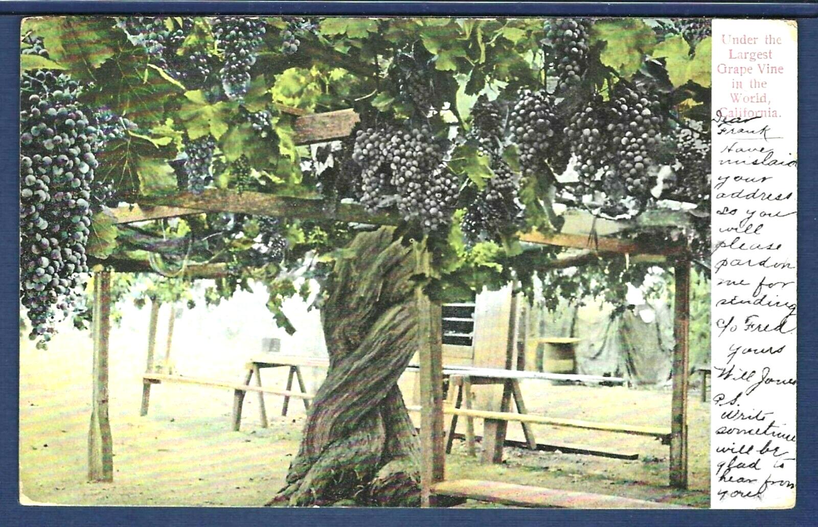GRAPEVINE/in a lifetime presents anothe… VIZL-769.jpg?_c=init