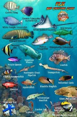 Saipan Fish Chart