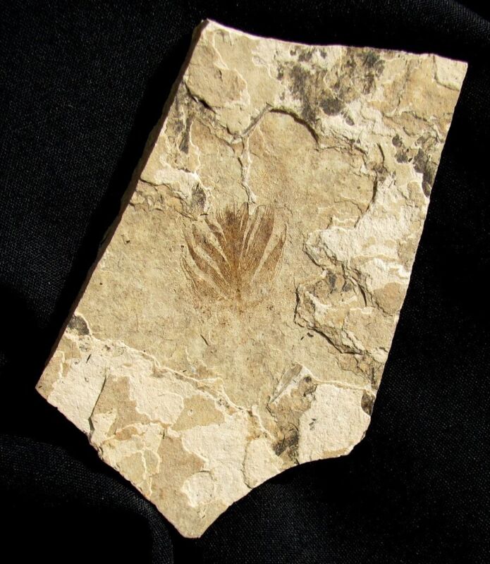 EXTINCTIONS- VERY RARE FOSSIL BIRD FEATHER, GREEN RIVER- FROM AN OLD COLLECTION!