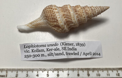Lophiotoma (Unedogemmula) unedo. SE India. 95mm