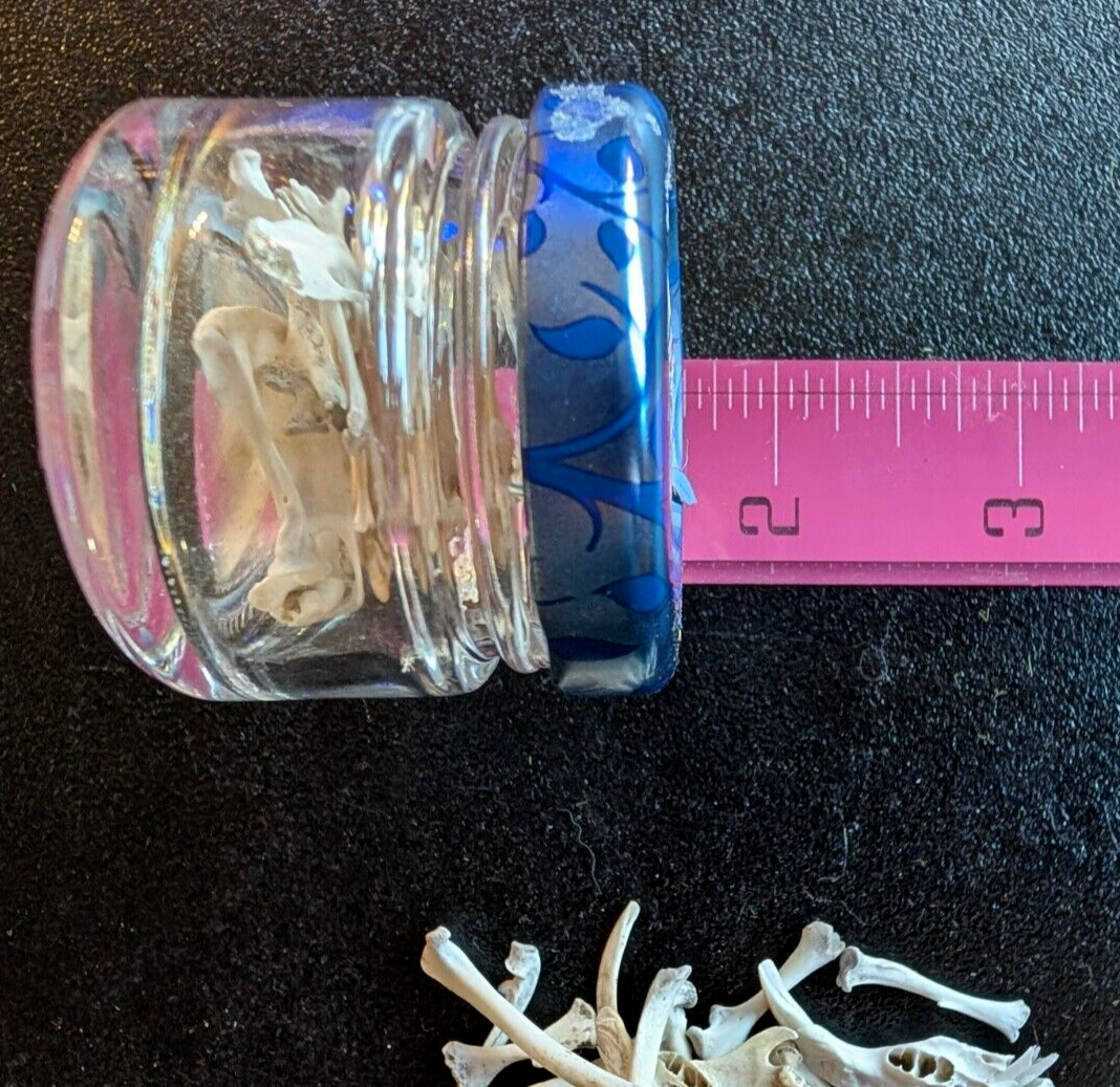 30 to 35 Owl Pellet Bones in a Small Glass Jar and a Bone Identification Chart.