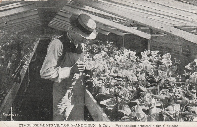 Cpa 91 Etablissements Vilmorin-Andrieux & Cie FÃ©Condation Artificielle Gloxinias