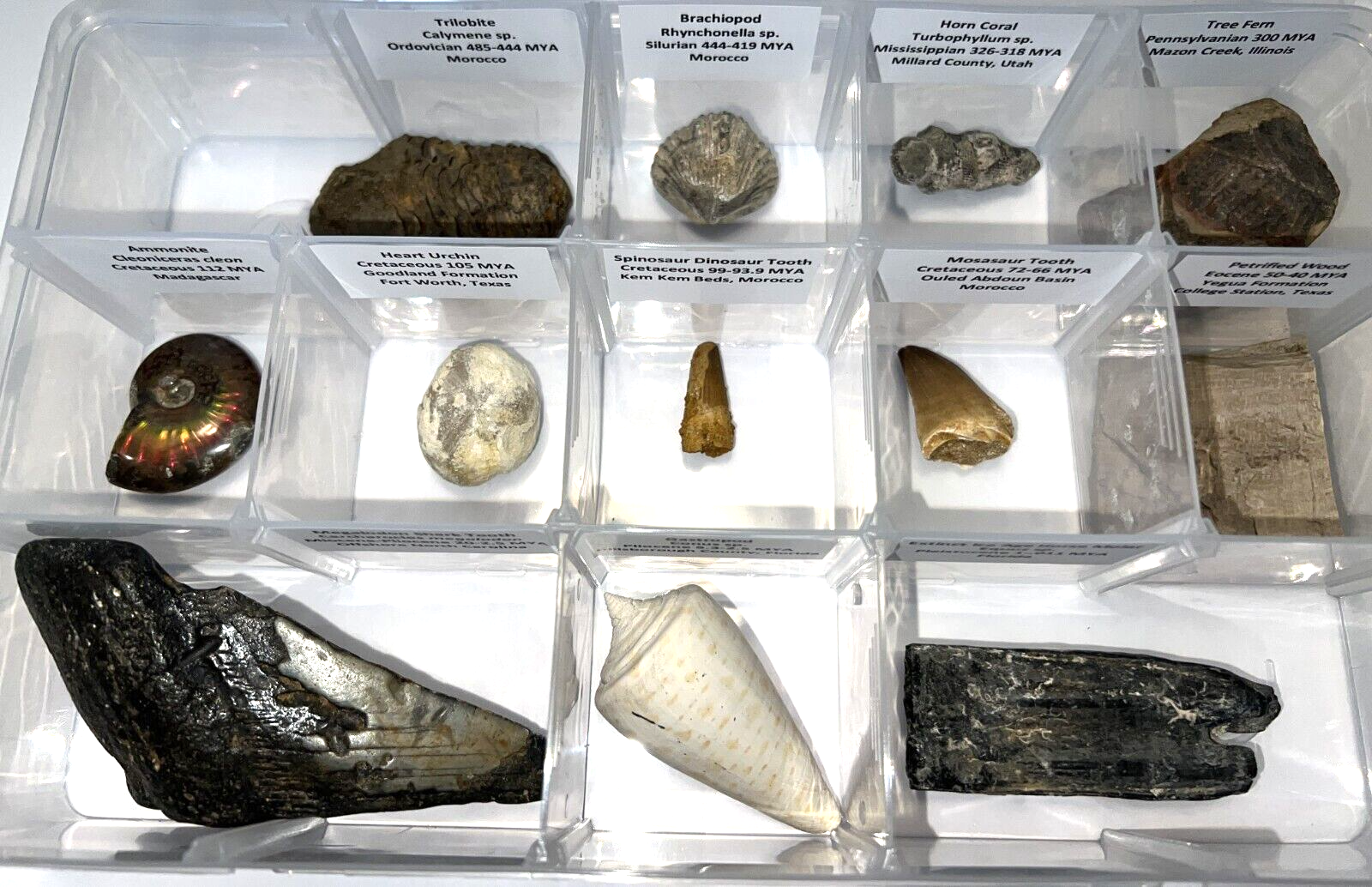 Labeled REAL 12 Fossil Collection in a Case MEGALODON, DINOSAUR TOOTH, TRILOBITE
