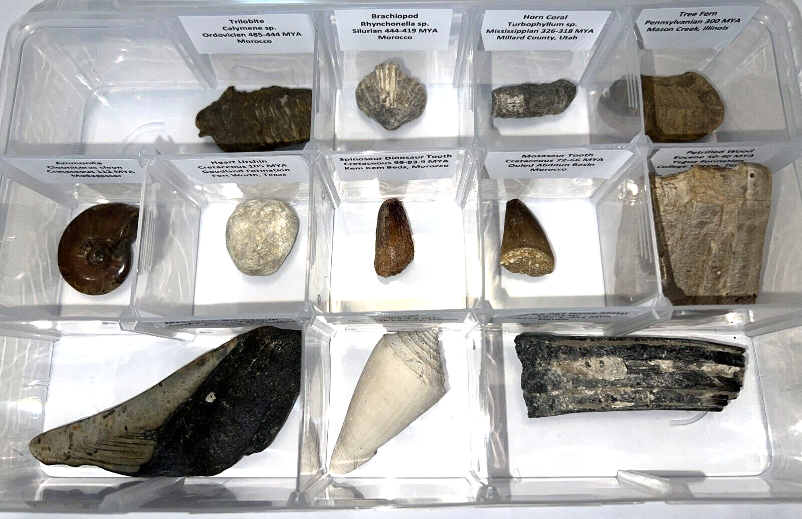 Labeled REAL 12 Fossil Collection in a Case MEGALODON, DINOSAUR TOOTH, TRILOBITE
