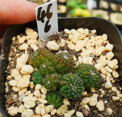 Rare Succulent Live Plant Kitsukow Astrophytum asterias Cristata WYSIWYG Garden