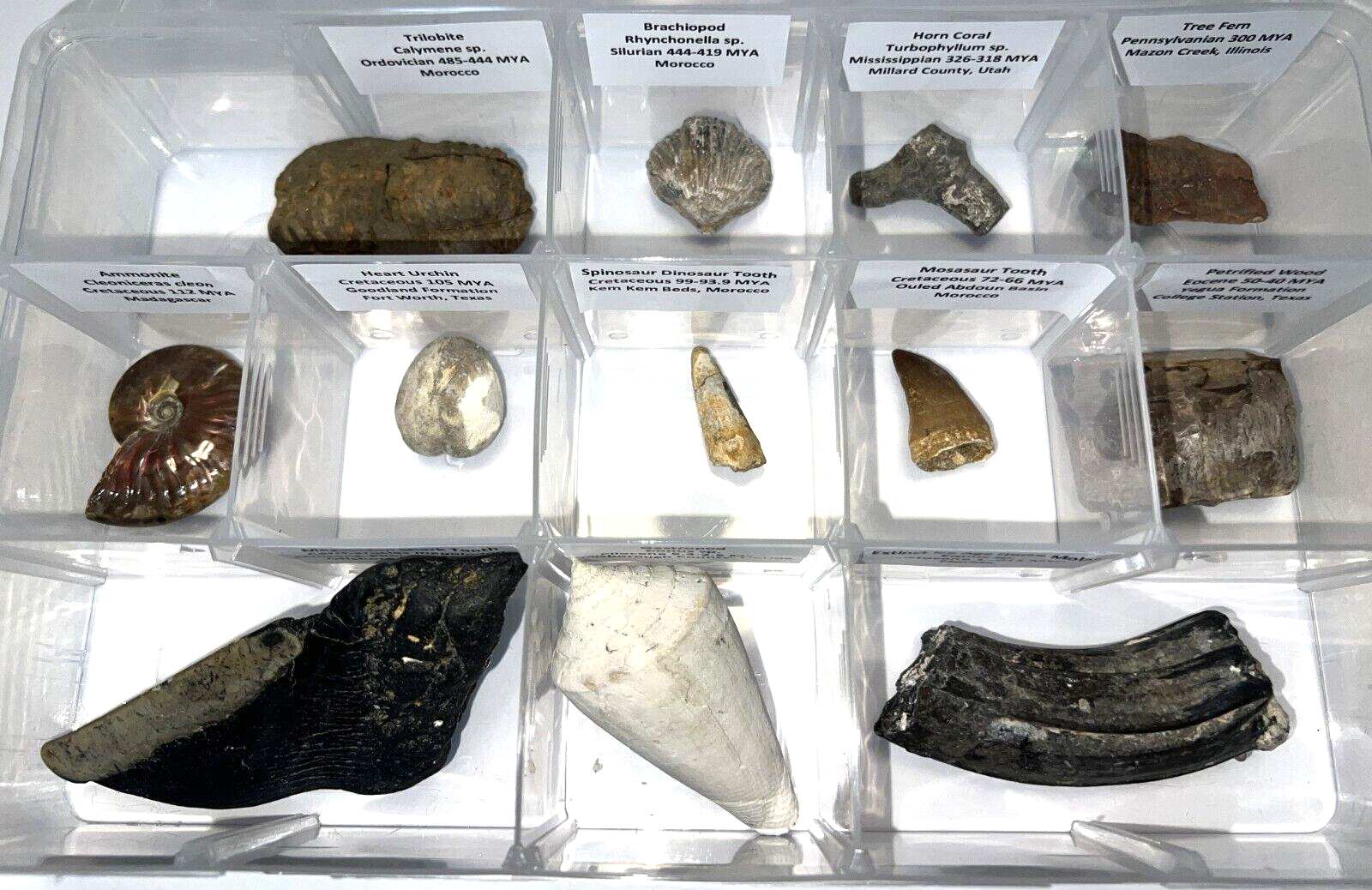 Labeled REAL 12 Fossil Collection in a Case MEGALODON, DINOSAUR TOOTH, TRILOBITE