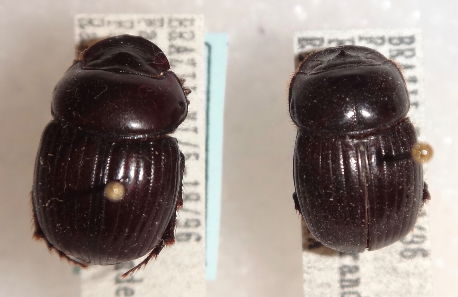 Coprophanaeus bonariensis　34mm 31mm Coprophanaeus bonariensis - Pair, beautiful, 31mm | eBay