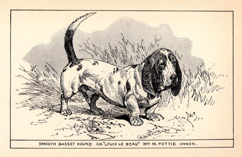 Antique Basset Hound Print 1912 Moore Ch Louis Le Beau Basset Hound Art 4828b