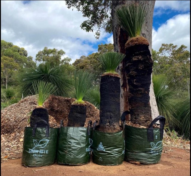 Grass trees for sale Plants Gumtree Australia Busselton Area Yallingup 1263284898