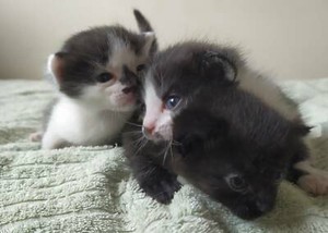 3 Ragdoll X Kittens 250each Cats Kittens Gumtree Australia