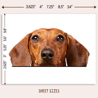 Red Dachshund Car Sticker Peeking Real Doxie Dog Head Face Decal Bumper window