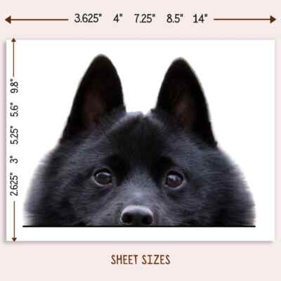Schipperke Car Sticker Peeking Realistic Black Dog Head Face Decal Bumper Window