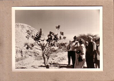 PHOTO , LOT  DE 11 PHOTOS - ISRAËL , EIN GEDI - VUES - 1969