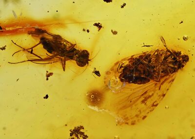 Patterned wings Planthopper with Fly, Fossil Inclusion in Dominican Amber