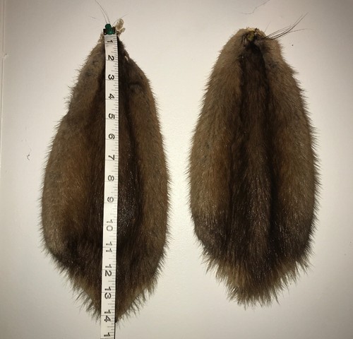 Muskrat Pelt Hide Tanned Fur Cabin Decor Taxidermy Science Craft Collection